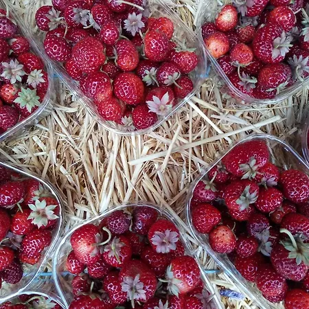 דירה Krasberry